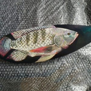 tilapia