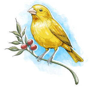 Pôster Canarinho – Ilustração Autoral